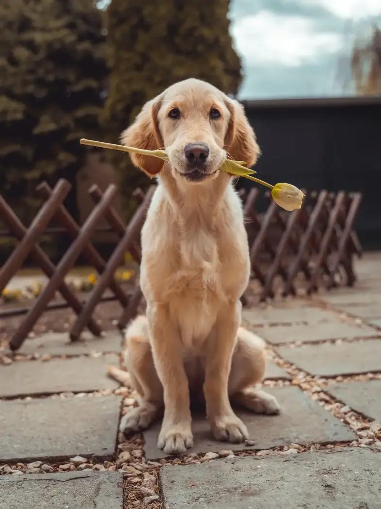Happy Golden Retriever smiling